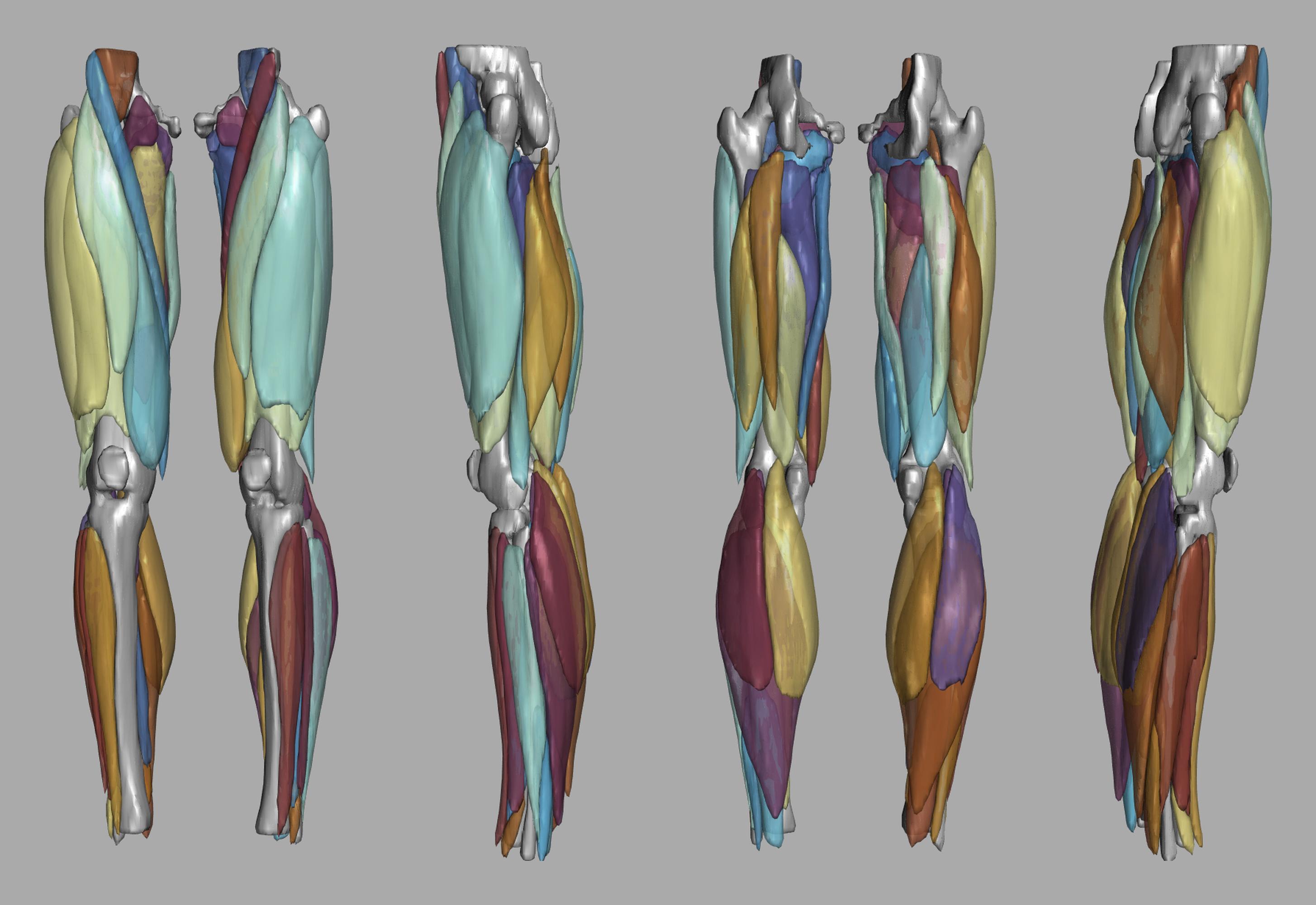 3D render of automated muscle segmentation labels generated using a CNN UNET.